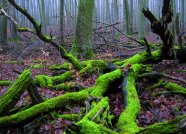 Laubwald mit liegendem bemoostem Totholz im Vordergrund.