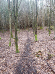 Wildwechsel in Jungbestand (Foto: Christof Janko)