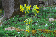 Gelbe Schlüsselblume im Wald