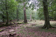 Parkartiger Waldbestand