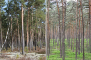 Zwei nebeneinander stehende Abbildungen von mittelalten Kiefernbeständen. Links sind Flechten als Bodenbewuchs, rechts Beerkrautvegetation zu erkennen.