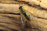 Schwarz-gelbes Insekt auf Holz.