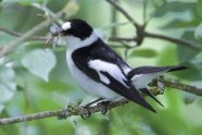 Schwarz-weißer Vogel auf einem Ast