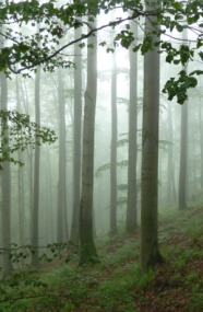 Laubwald am Hang im Nebel
