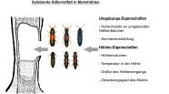 Skizze eienr Höhle und Abbildungen von 6 Käferarten