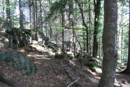 Wald mit Käferfalle, die von einem Baum hängt