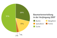 51% Esche, 29% Buche, 17% Bergahorn, 2% Fichte, 1% Spitzahorn
