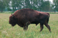 Wisent