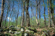 Laubwald auf felsigem Untergrund