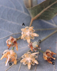 Kleiner Zweig mit Blüten verschiedener Entwicklungsstadien liegt auf Blattunterseite