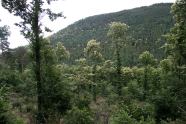 Bewaldeter Hügel mit jungen Bäumen im Vordergrund