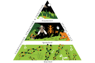 Pyramide mit drei Ebenen: Basis, Mittelteil und Spitze. Die Basis wird durch Gene bestimmt, der Mittelteil ist die Ebene der Arten, und die Spitze stellt das gesamte Ökosystem dar