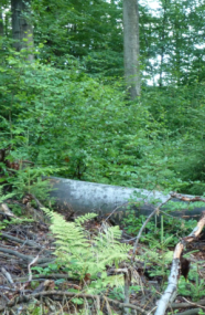 Dichter Jungwuchs und Totholz in einem Laubbestand