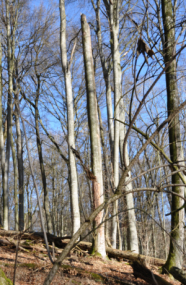 Laubbäume mit Kronenbrüchen im Wald