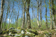 Waldbestand auf felsigem Untergrund