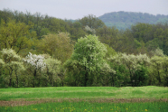 Blühende Streuobstwiese vor Laubwald.