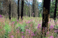 Waldweidenröschen auf einer Brandfläche in der Dunklen Taiga/Mongolei.