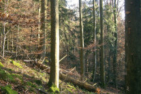 a84 Natürliche Bestandsentwicklung in Bergmischwäldern des Bayerischen Waldes