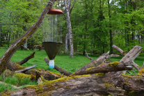 Plastefalle hängt an einem toten, umgefallenen und bemoosten Baum.