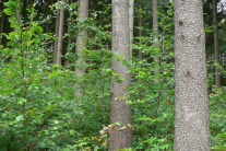 Gemischter Waldbestand.