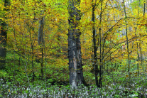 Starkes Buchentotholz im NWR Rainersgrund