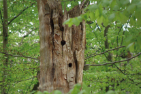 Alter abgestorbener Baum in Laubholzbestand.