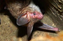 Bechsteinfledermaus hängt an einem Felsen.