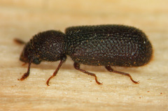 Gestreifter Bergwald-Bohrkäfer auf Holz.