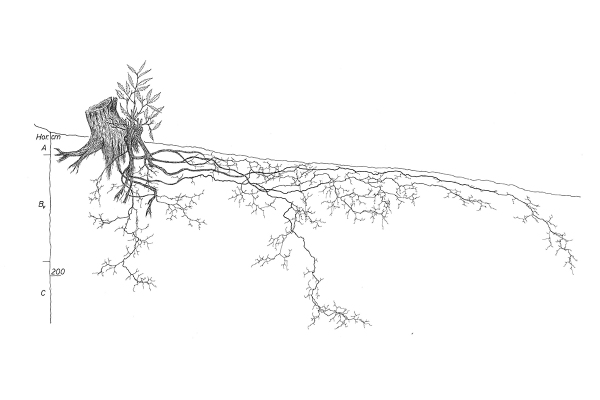 Bildergebnis für baum mit wurzeln clipart | Baumbilder, Bild baum, Baumwurzel
