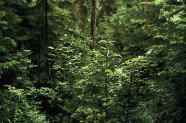 Mehrschichtiger Waldbestand