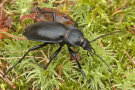 Großer schwarzer Käfer