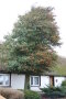 Großer Stechpalmenbaum mit vielen roten Früchten vor einem Haus