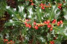 Rote Früchte auf an einem Zweig mit den stacheligen, glänzenden Blättern von Ilex aquifolium