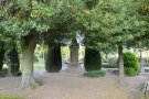 Untere Stammpartien der Stechpalmen auf dem Friedhof aus Abbildung 8, vor einem Denkmal