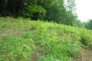 Junge Bäume über Wurzelbrut von weit entfernten Altbäumen auf einem Feld am Waldrand