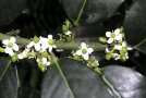 Weibliche Blüten 4 weiße Kronblätter mit grünem Fruchtknoten der Europäischen Stechpalme