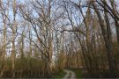 Robinien in einem Wald voller Robinien