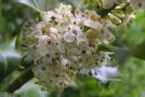 Männliche Blüten 4 weiße Kronblätter 4 Staubblätter in einer Traube am Ast hängend