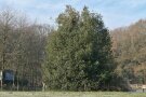 Alleinstehende hoch-gewachsene Stechpalme auf einer Wiese vor einem Waldrand