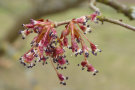 Rote doldenartige Blüten