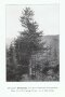 Schwarz-weiß Aufnahme einer historischen Stechpalme mit gebirgigem Umland bei Lahr