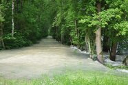 Wegen Hochwasser überspülter Waldweg im Auwald