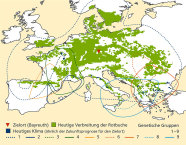 Weltkarte zur gegenwärtigen Verbreitung der Rotbuche (grün markiert) und durch Linien hervorgehobene genetisch unterschiedliche Regionen.