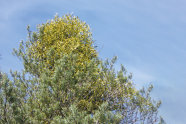 Mistel in Kiefernkrone gegen blauen wolkenlosen Himmel