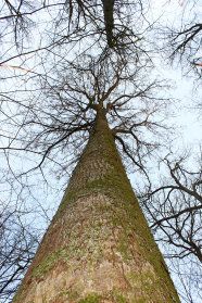 Blick von unten einen Ulmenstamm hinauf zur Krone