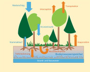 Grafik: Wasserkreislauf in Wäldern. Wasser gelangt über Niederschläge, Kronentraufe und Stammablauf zum Waldboden. Ein Teil des Wassers verdunstet gleich wieder an der Bodenoberfläche. Das Bodenwasser wird zum einen über die Feinwurzeln aufgenommen, zum anderen sickert es bis ins Grundwasser. Die Bäum geben durch die Transpiration und die Interzeption wieder Wasser an die Luft ab. 