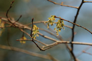 Blüte einer Flatterulme