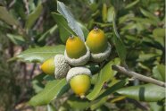 Nahaufnahme eines Eichenasts mit Blättern udn Früchten, die an Oliven erinnern