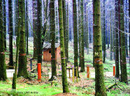 Waldklimastation Flossenbürg mit Messhäuschen und Geräten im Wald.