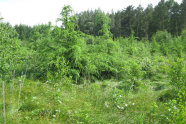 Junge grüne Nadelbäume auf grüner Wiese und Altbestand im Hintergrund